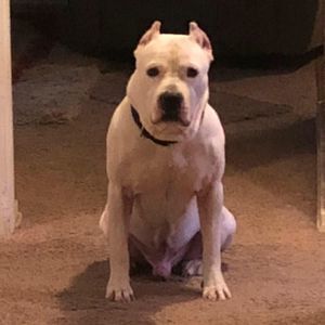 Meet your Posher, Yella